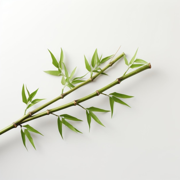 Minimalist Beauty Bamboo Stems With Green Leaves On White Background