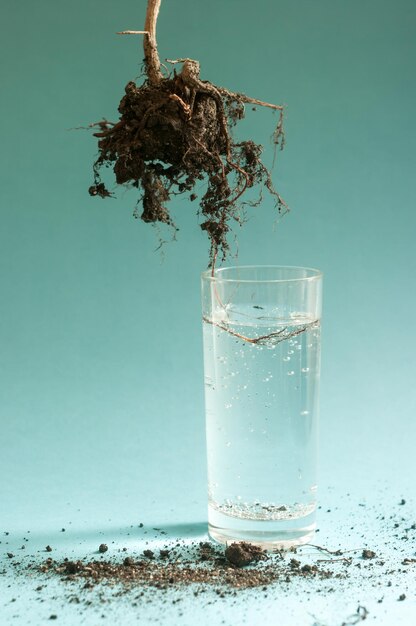 Minimalist concept still life image of dying plant with a root in water Surfival minimal concept