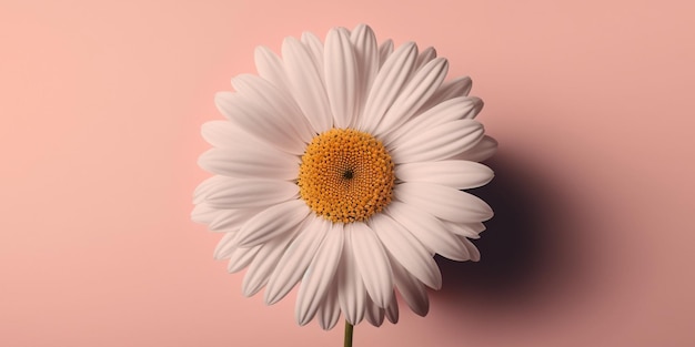 Minimalist concept with a closeup daisy flowers on a pink background Generative AI