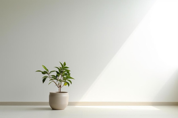 Minimalist empty room with white wall and green plant