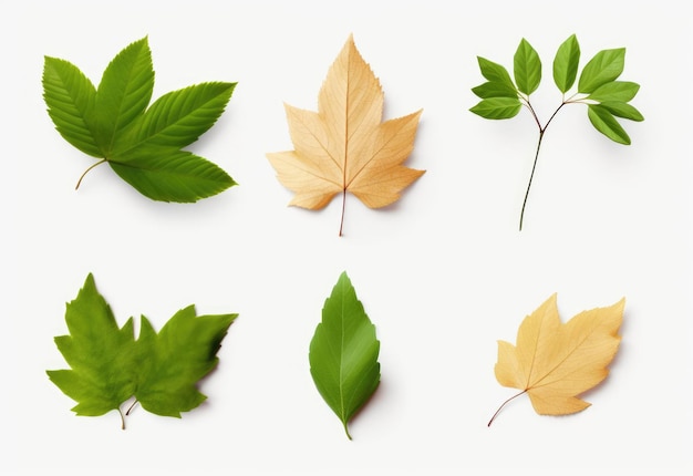 Foto set floreale minimalista con diversi oggetti della giungla isolati su sfondi bianchi