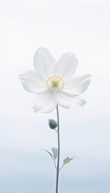 A minimalist mobile wallpaper of a single pretty white flower