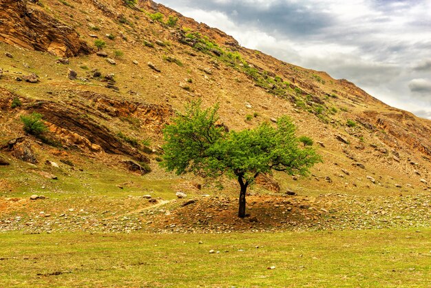 Foto paesaggio di montagna minimalista con un albero solitario