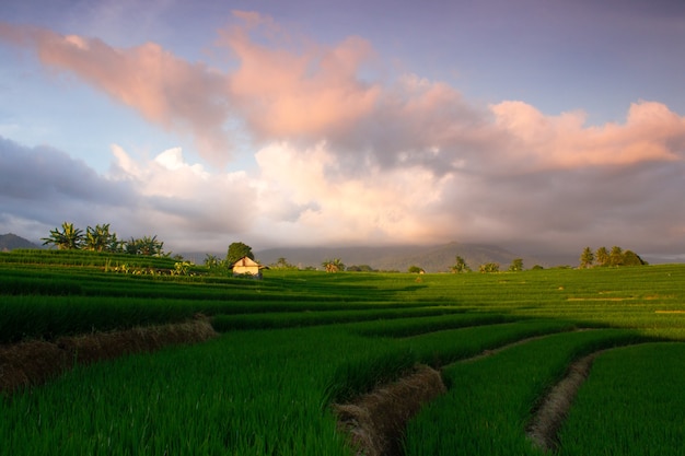 Минималистичное фото рисовых полей со светом, разделяющим две сильные стороны
