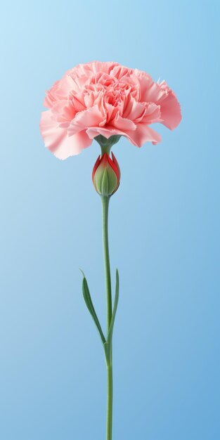 Minimalist Pink Carnation Mobile Wallpaper For Impeccable And Lg Cx