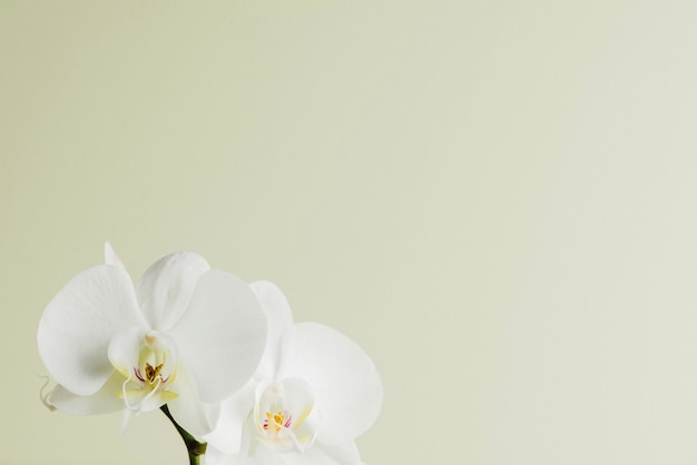 写真 白い蘭の花のミニマリスト・ビュー