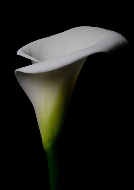 Foto arum lily minimalista