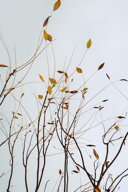 Minimalistic autumn landscape