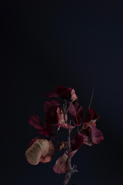 Minimalistic autumn still life leaf on dark background