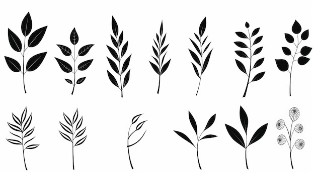 Minimalistic Black And White Hand Drawn Leaves Vector Art