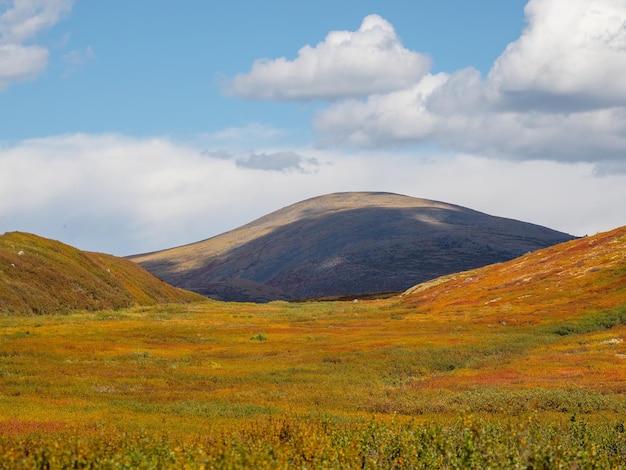 Paesaggio di montagna minimalista e colorato con un pendio diagonale alla luce del sole dorato in autunno in colori pastello altopiano di montagna con una betulla nana di colore rosso del pendio soleggiato