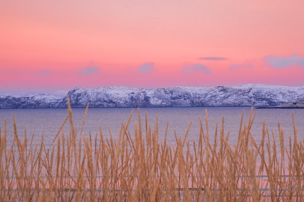 수평선에 북극 언덕이 있고 밝은 분홍색 하늘을 배경으로 희미한 식물이있는 최소한의 북부 풍경입니다.