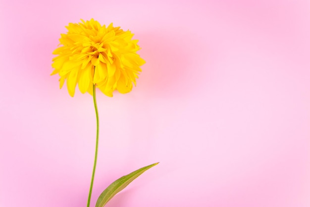 Minimalistic summer concept Yellow flower on a pink background Greeting card with place for text