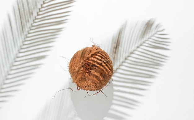 Natura morta tropicale minimalista. noce di cocco con ombre di foglie di palma su sfondo bianco. concetto di moda creativa. vista dall'alto.