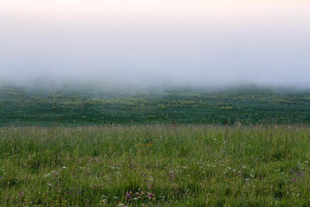 Minimalistic wild grass meadow under dence fog without tree at summer morning