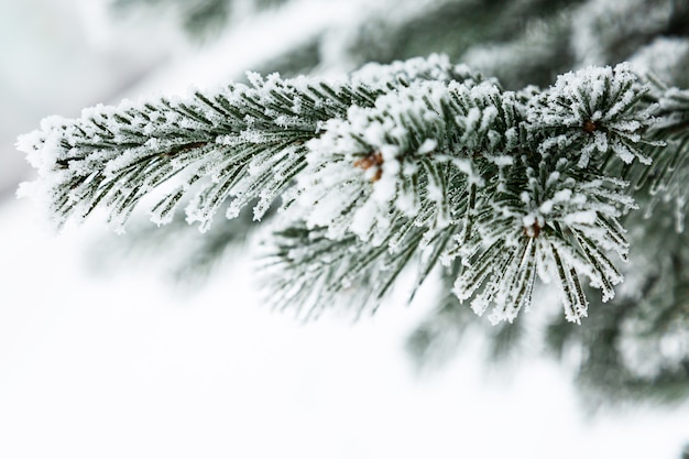 Minimalistic winter background Snowcovered coniferous evergreen tree