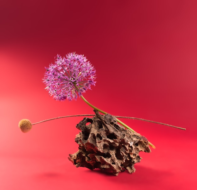 Minimalistisch bloemenstilleven met paarse allium op een houten schors tegen een felrode achtergrond. Allium of gigantische ui decoratieve plant op een banner met bloementhema.