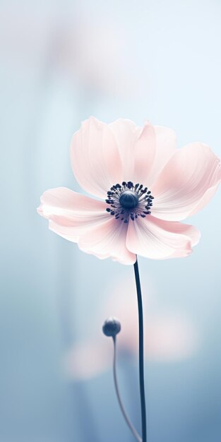 Foto minimalistisch mobiel behang elegant anemone in zacht roze op blauwe achtergrond