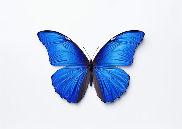 Foto minimalistisch ontwerp selectie van één blauwe vlinder op een witte achtergrond