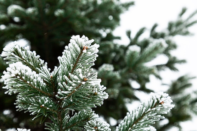 Minimalistische winter achtergrond Snowcovered naaldhout groenblijvende boom