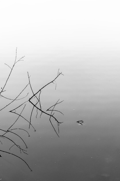 minimalistische zwart-witte takken in het water met reflectie en schaduwverloop