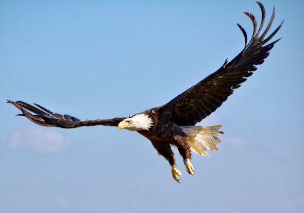 写真 明るい空に向かって飛ぶミネソタの白ワシ