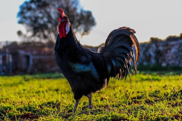 Minorca kip staande op de grond onder het zonlicht op het platteland in Menorca, Spanje