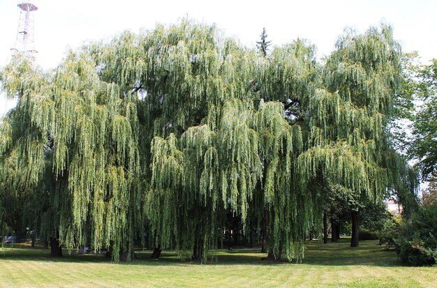 Minsk Belarus city park named after Maxim Gorky big weeping willow