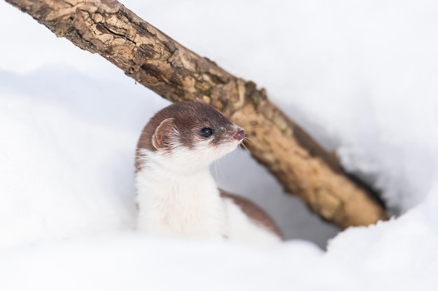 Minste Wezel Mustela nivalis in besneeuwde Marchx9