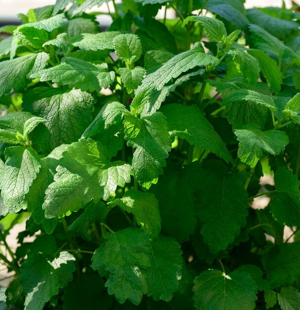 Mint bush with green leaves growing in the garden, spice