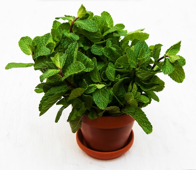 Mint in a clay pot