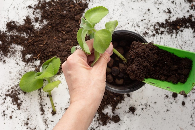 白い背景に鉢植えの手に根ざしたミントの挿し木