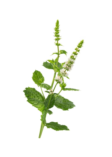 Mint flower on white