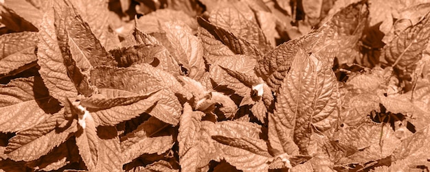 신선한 민트 잎 자연적인 배경 야외에서 아브리코트 크러시 색으로 칠해져 있습니다.