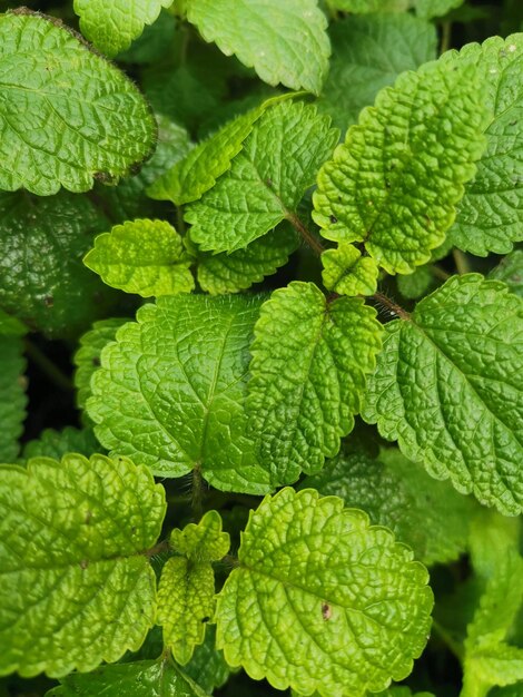 Foto freschezza della menta