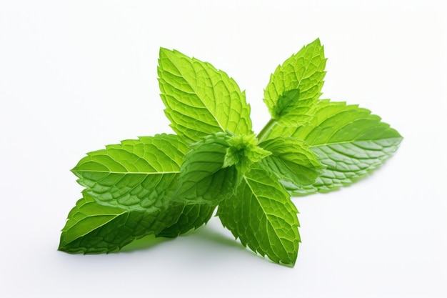 Mint green leaf isolated