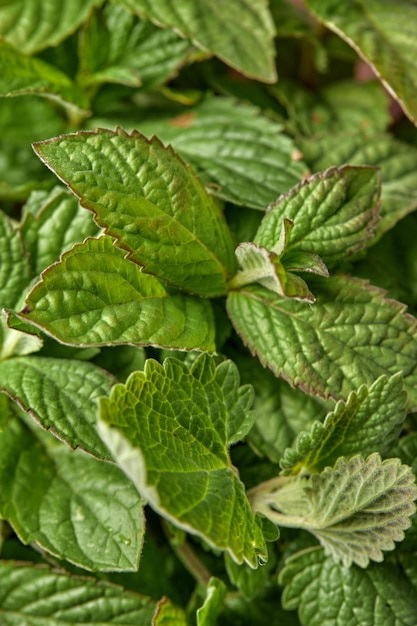 Menta verde menta primo piano menta fresca macro sfondo verde fresco spezie concetto