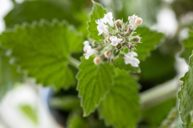 Photo mint. green mint close up. fresh mint macro background.