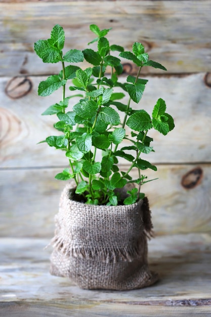 Mint grows in a pot. Organic food. Growing at home.