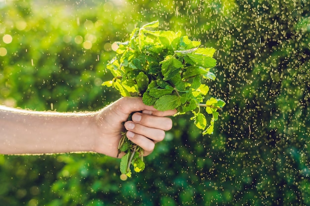 mint in hand and a splash of water against the green background