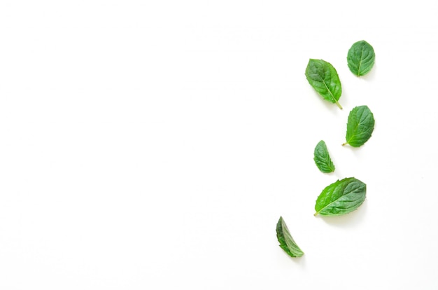 mint herbs on white background