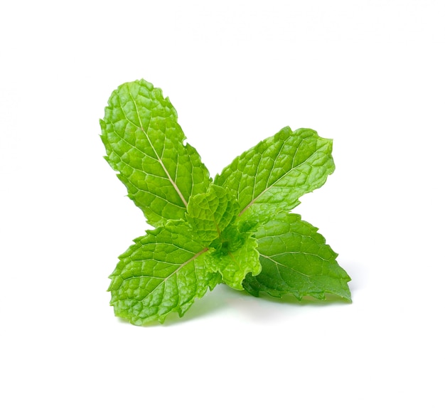 Mint isolated on white