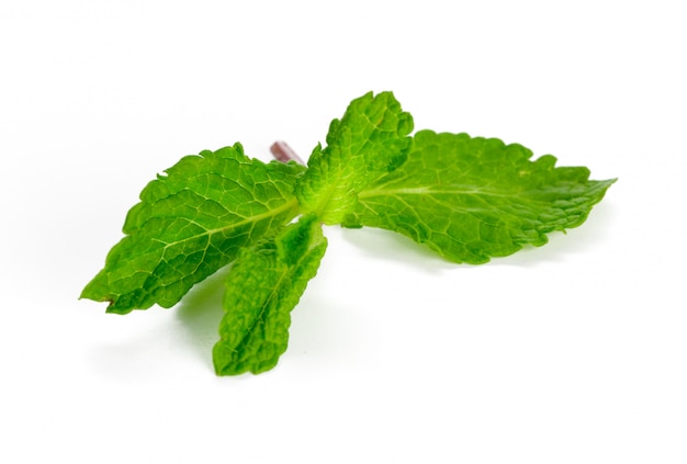 Mint isolated on white