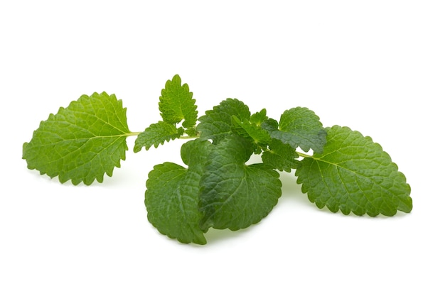 Mint leaf close up on a white background.