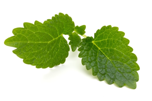 Foglia di menta close up su uno sfondo bianco.