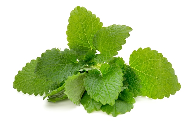 Mint leaf close up on a white background.