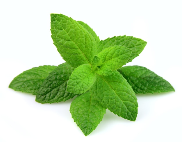 Mint leaf close up on a white background