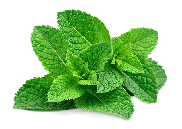 Mint leaf close up