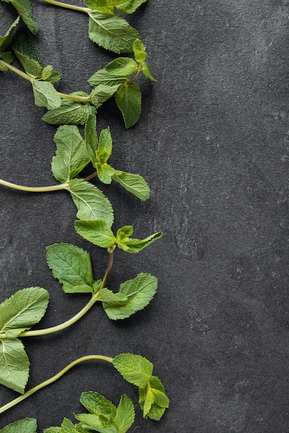 Mint leaf Fresh mint on dark background Mint leaves isolated Full depth of field