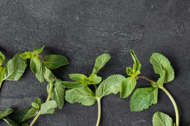 Mint leaf Fresh mint on dark background Mint leaves isolated Full depth of field